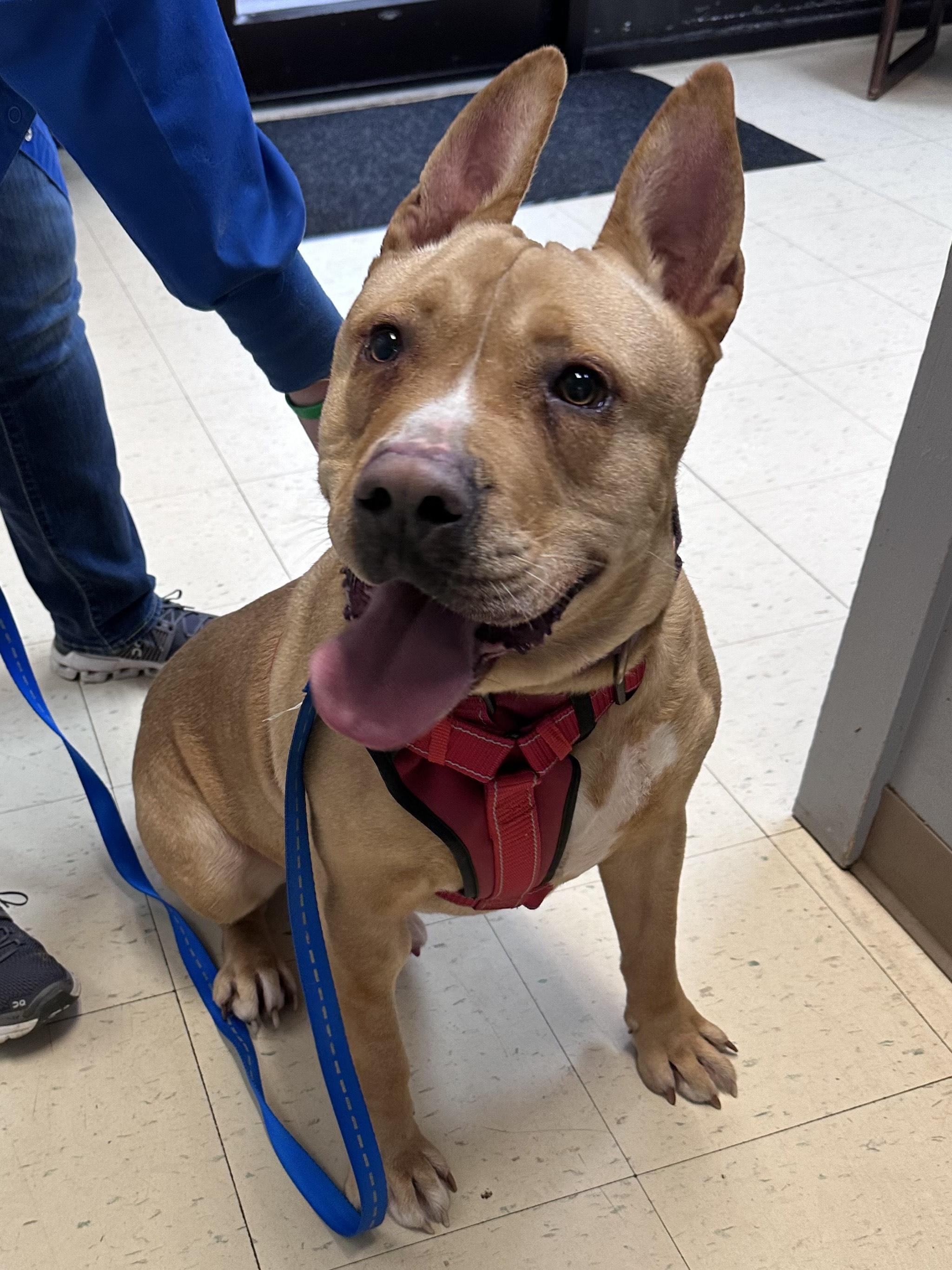 Scooby A, a Adoptable mixed breed in Dyersburg, TN image 1/6