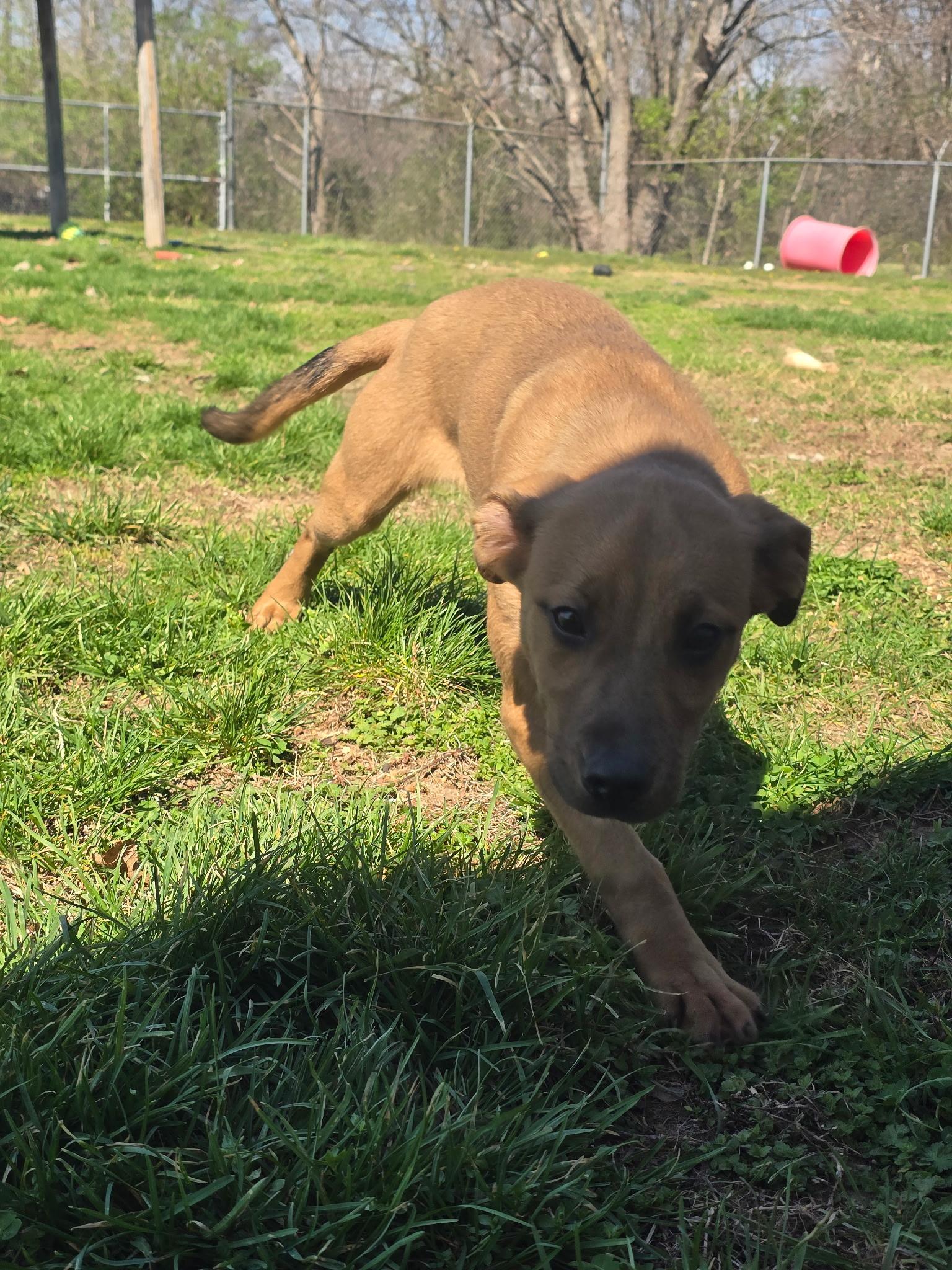 Enlarge Mocha, a ADOPTABLE mixed breed in Farmington, MO image 3/3