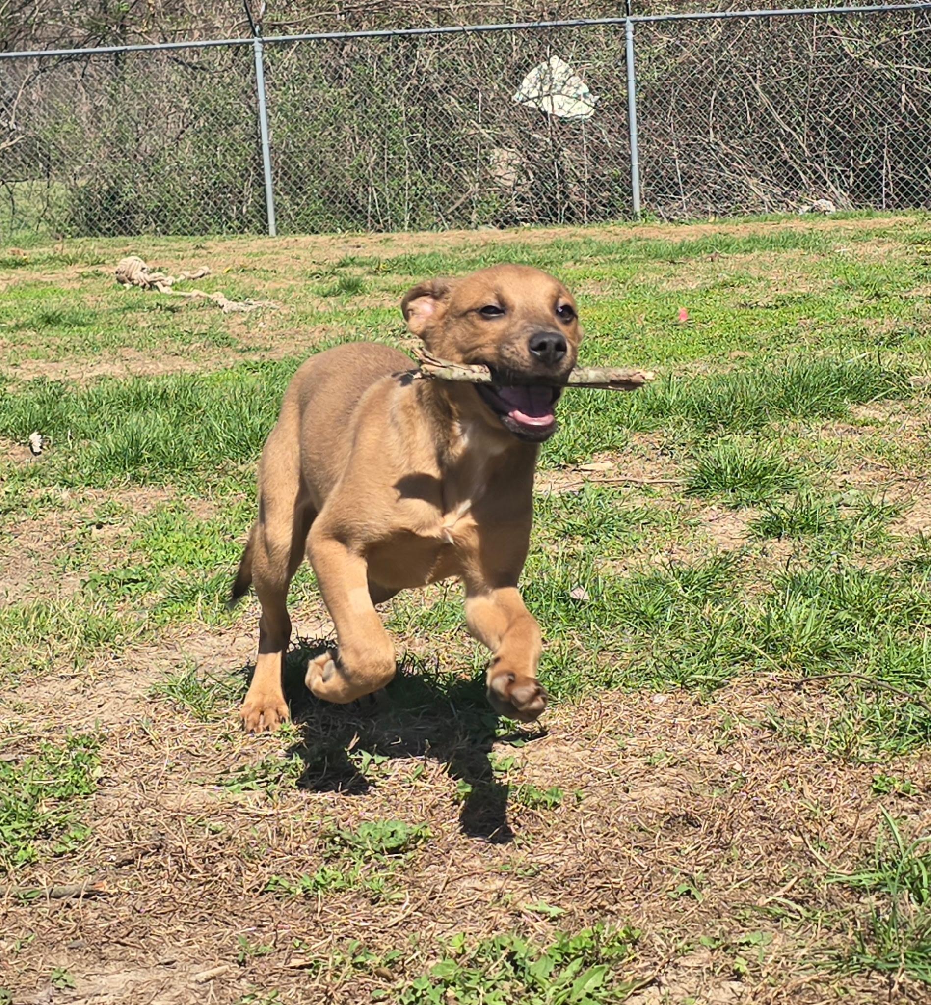 Mocha, ADOPTABLE, Young Female Pit Bull Terrier.