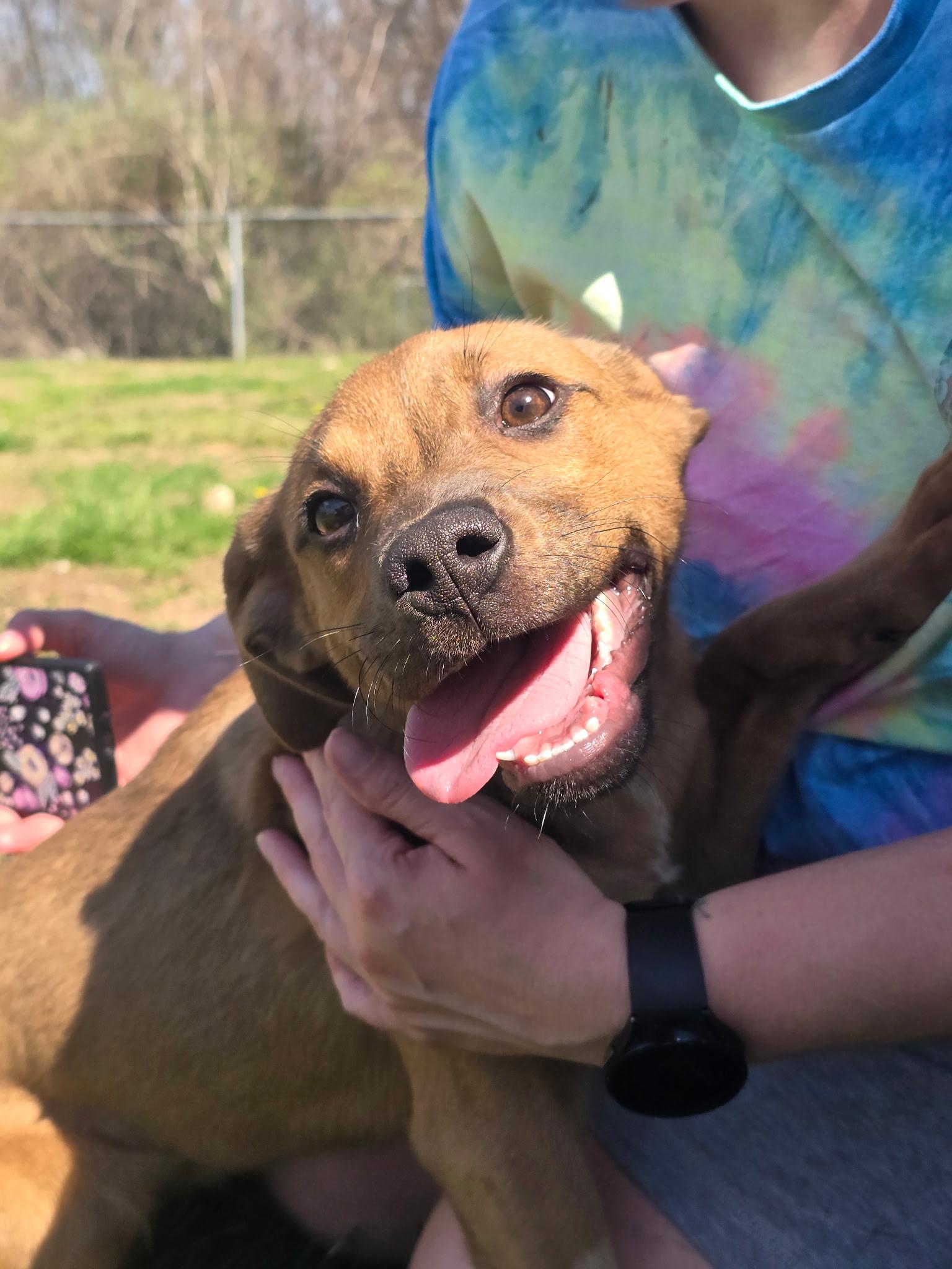 Enlarge Mocha, a ADOPTABLE mixed breed in Farmington, MO image 2/3