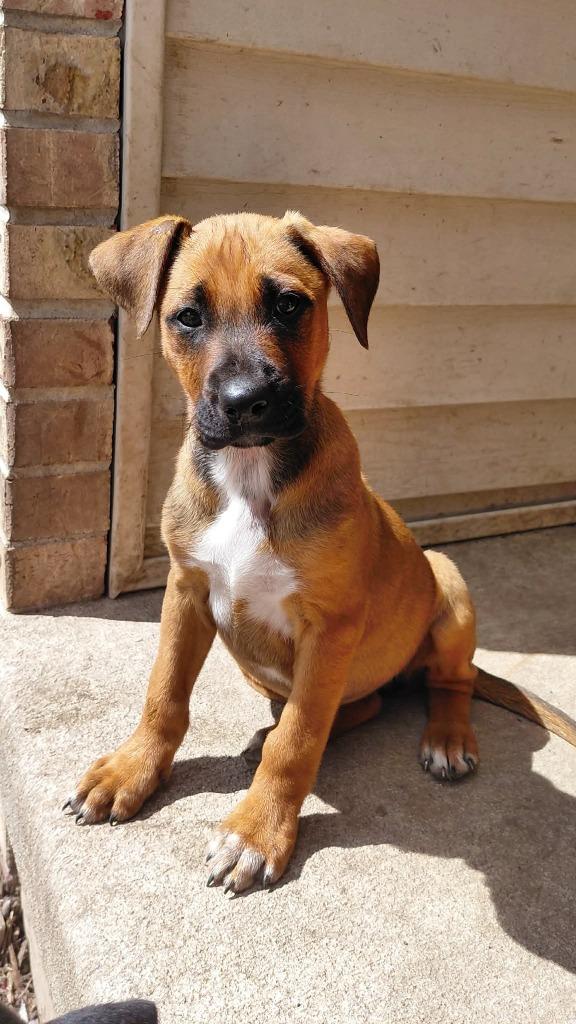 Ali Gator, Adoptable, Puppy Female Mixed Breed.