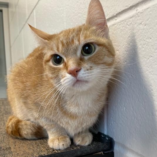 Enlarge Cornbread, a ADOPTABLE Domestic Short Hair in Stafford, VA image 2/4