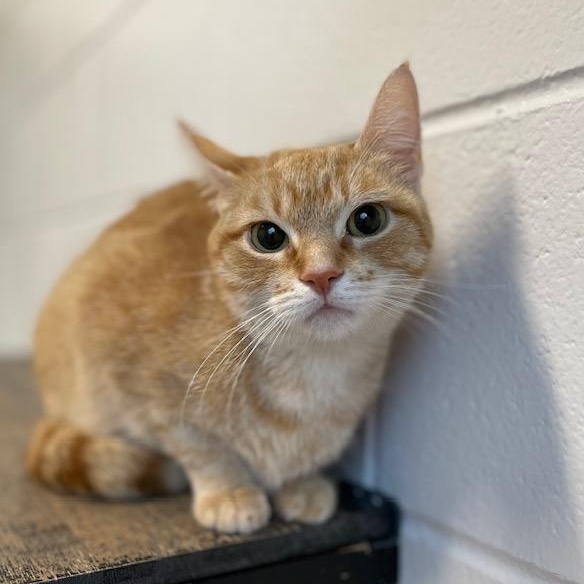 Enlarge Cornbread, a ADOPTABLE Domestic Short Hair in Stafford, VA image 1/4