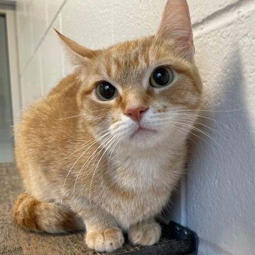 Enlarge Cornbread, a ADOPTABLE Domestic Short Hair in Stafford, VA image 3/4