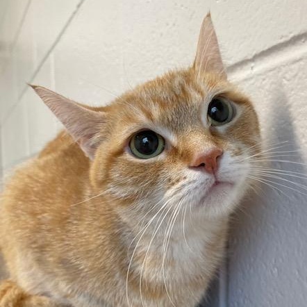 Enlarge Cornbread, a ADOPTABLE Domestic Short Hair in Stafford, VA image 4/4