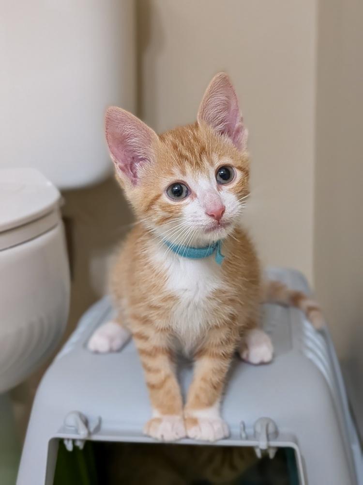Bean, Adoptable, Kitten Male Domestic Short Hair.