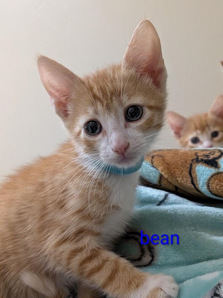 Enlarge Bean, a Adoptable mixed breed in Morris Plains, NJ image 4/4