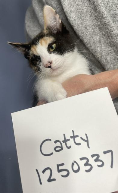 5 & 10 week old CALICO kittens, a ADOPTABLE Calico in Santa Maria, CA image 2/3