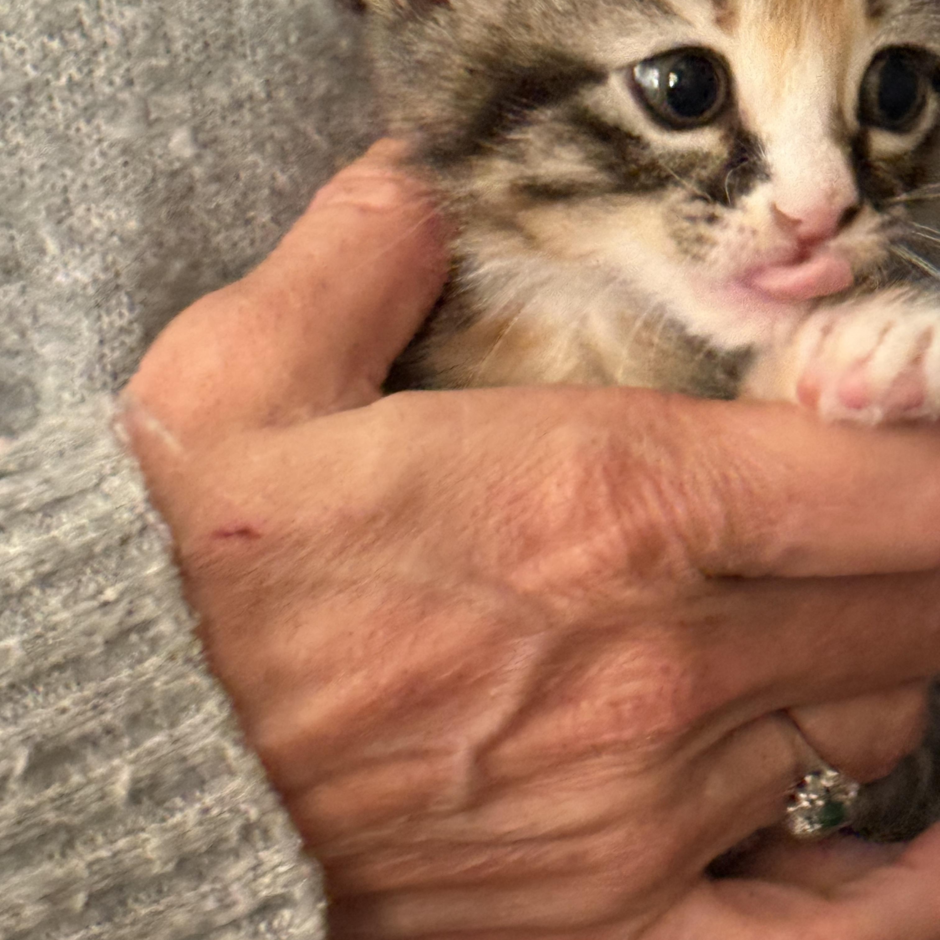 5 & 10 week old CALICO kittens, a ADOPTABLE Calico in Santa Maria, CA image 3/3