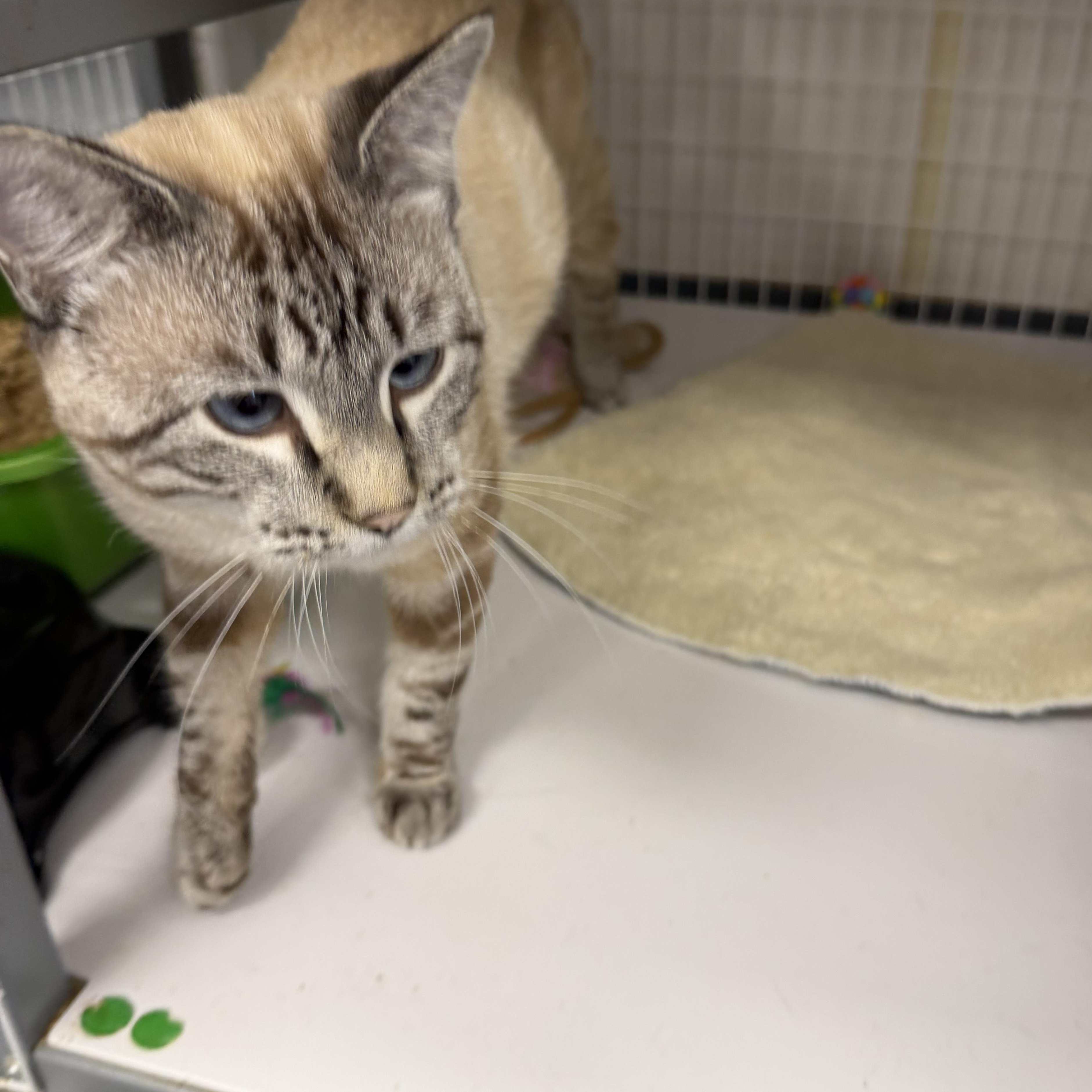 Benson, Adoptable, Young Male Applehead Siamese.