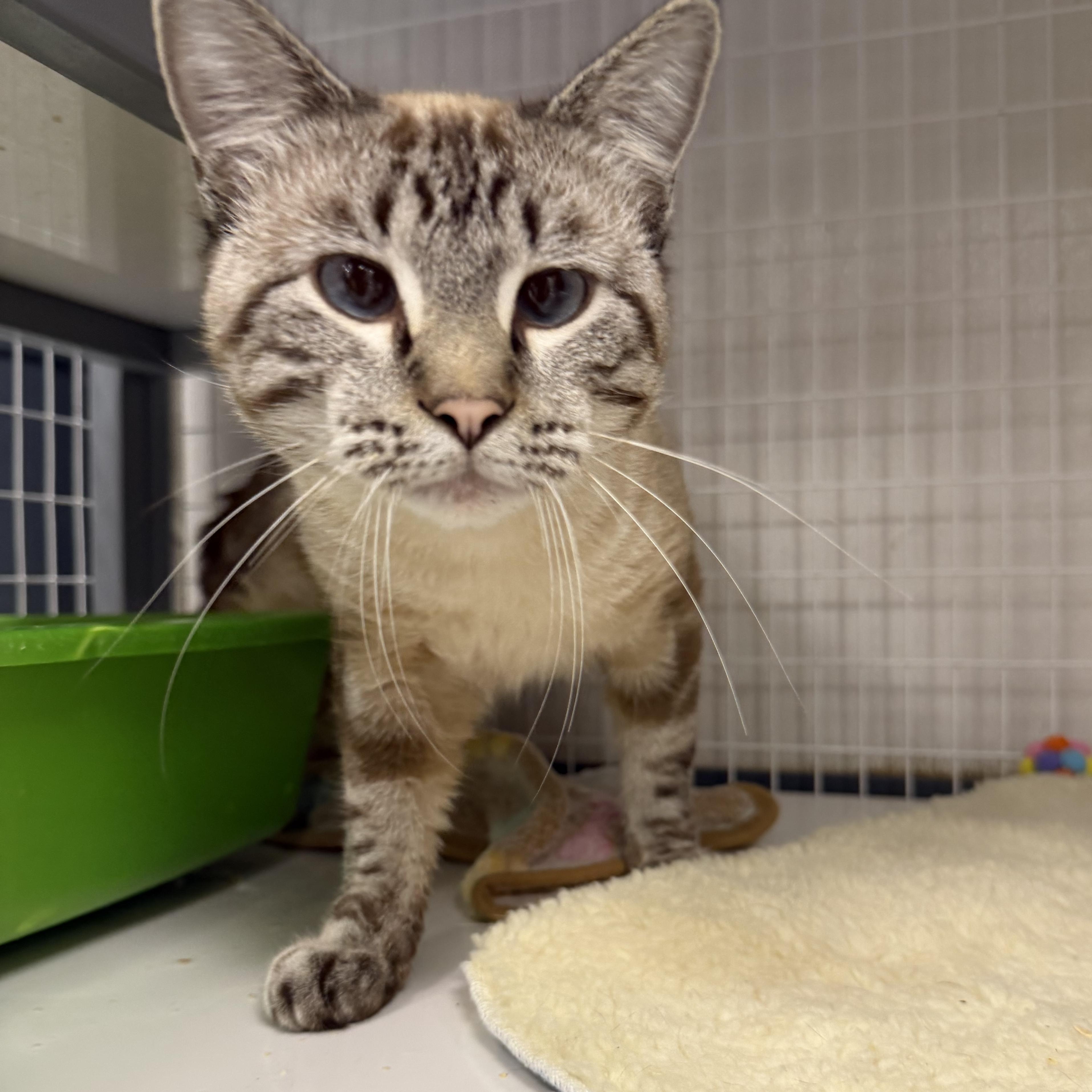 Enlarge Benson, a Adoptable Applehead Siamese in Senatobia, MS image 2/2