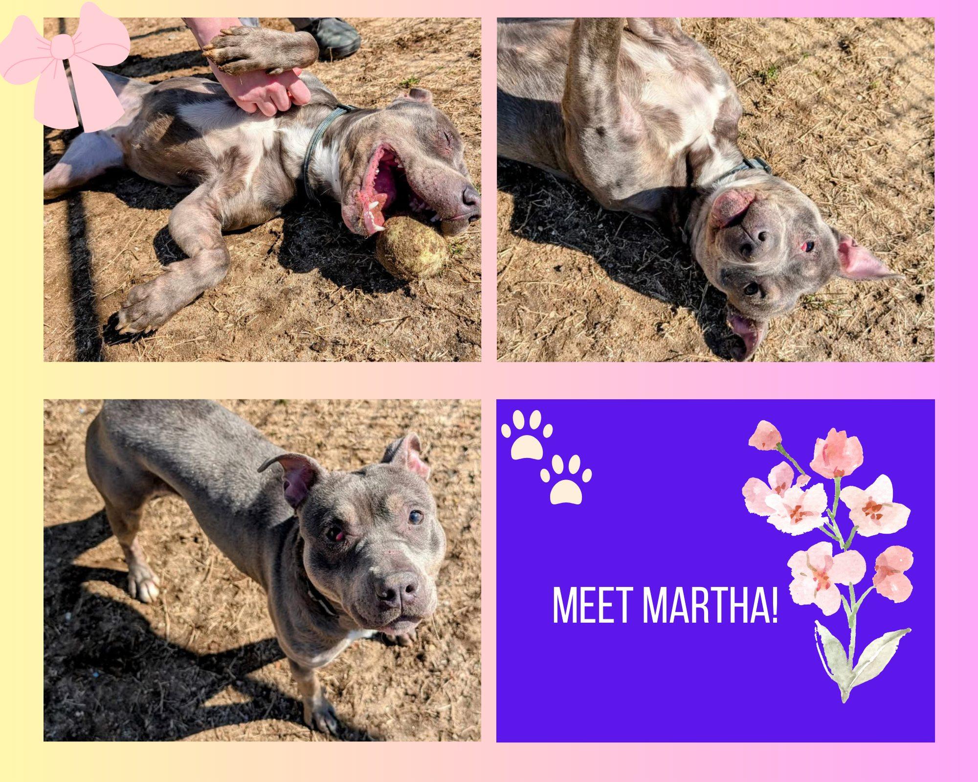Martha, adopted, Senior Female Pit Bull Terrier.