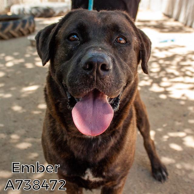 EMBER, Adoptable, Adult Female Cane Corso & Labrador Retriever.