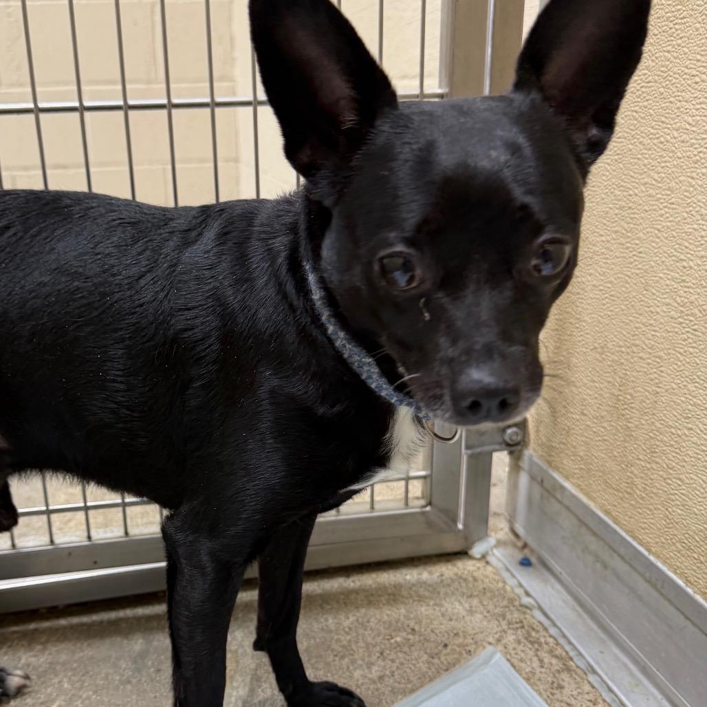 Ozzie, Adoptable, Adult Male Chihuahua & Mixed Breed.