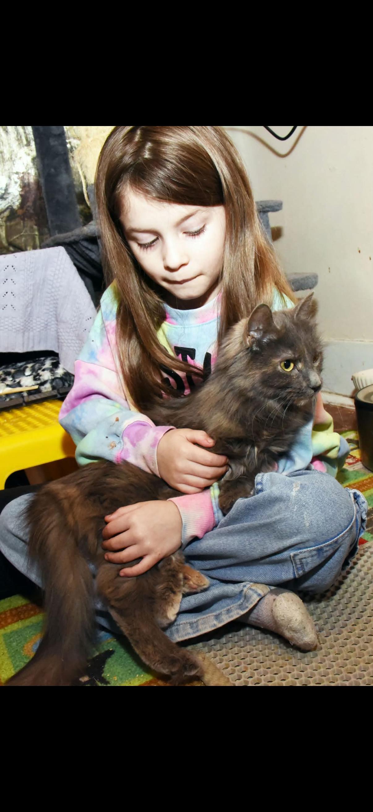 Enlarge Harper, an adopted Domestic Medium Hair in Johnstown, NY image 5/5