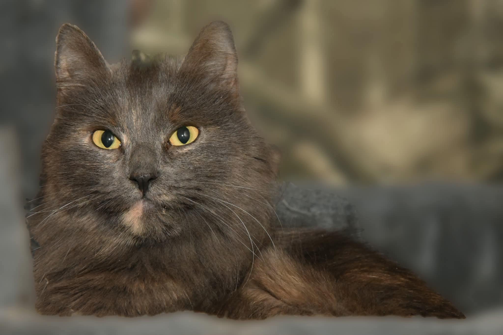 Enlarge Harper, an adopted Domestic Medium Hair in Johnstown, NY image 3/5