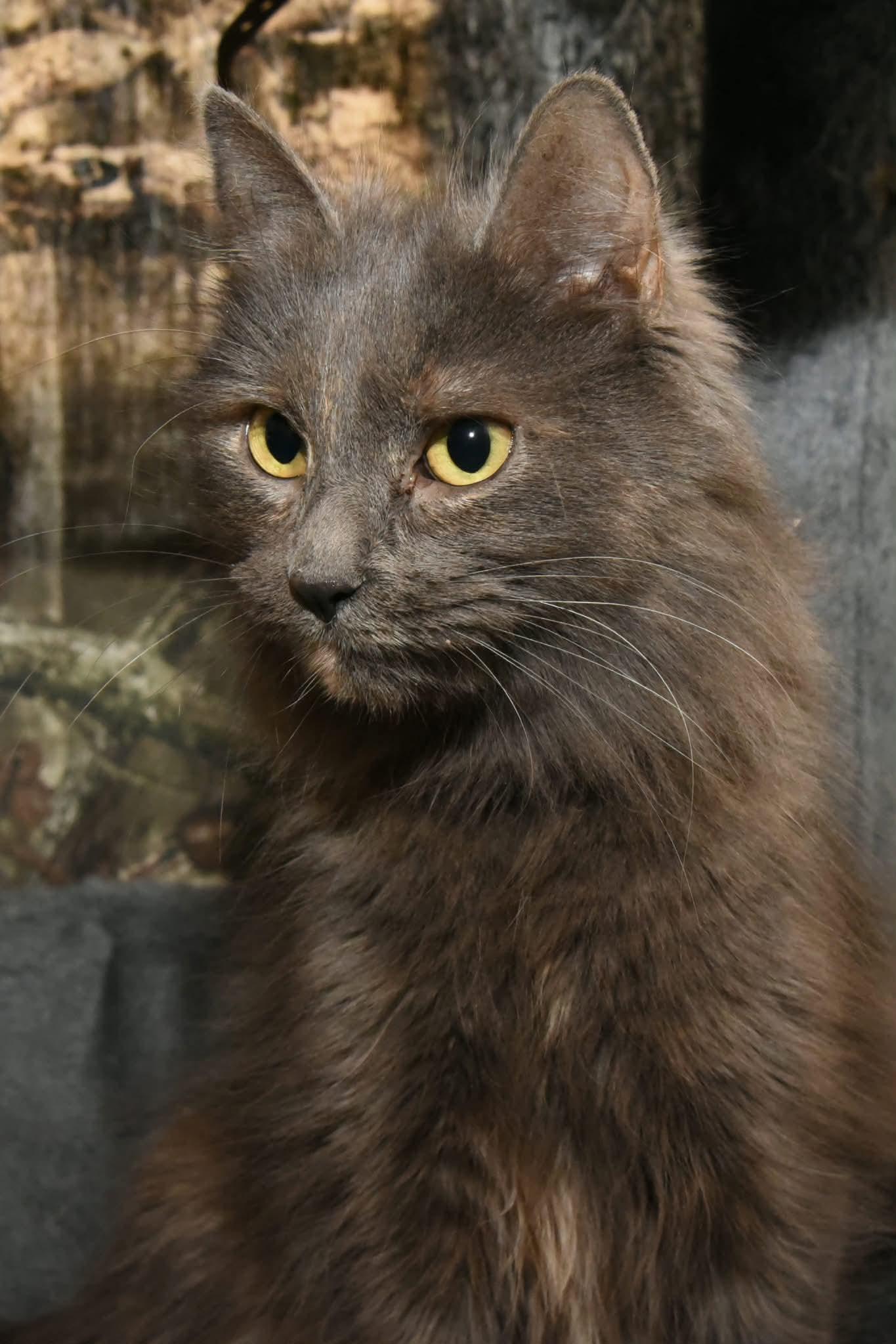 Harper, adopted, Young Female Domestic Medium Hair.