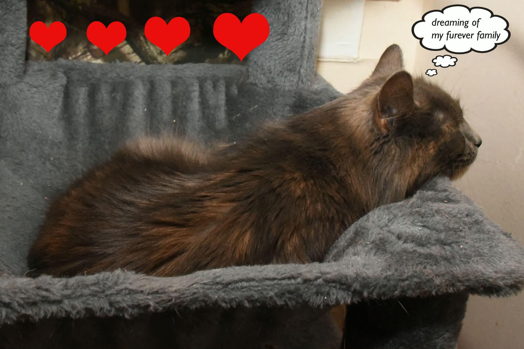 Enlarge Harper, an adopted Domestic Medium Hair in Johnstown, NY image 2/5