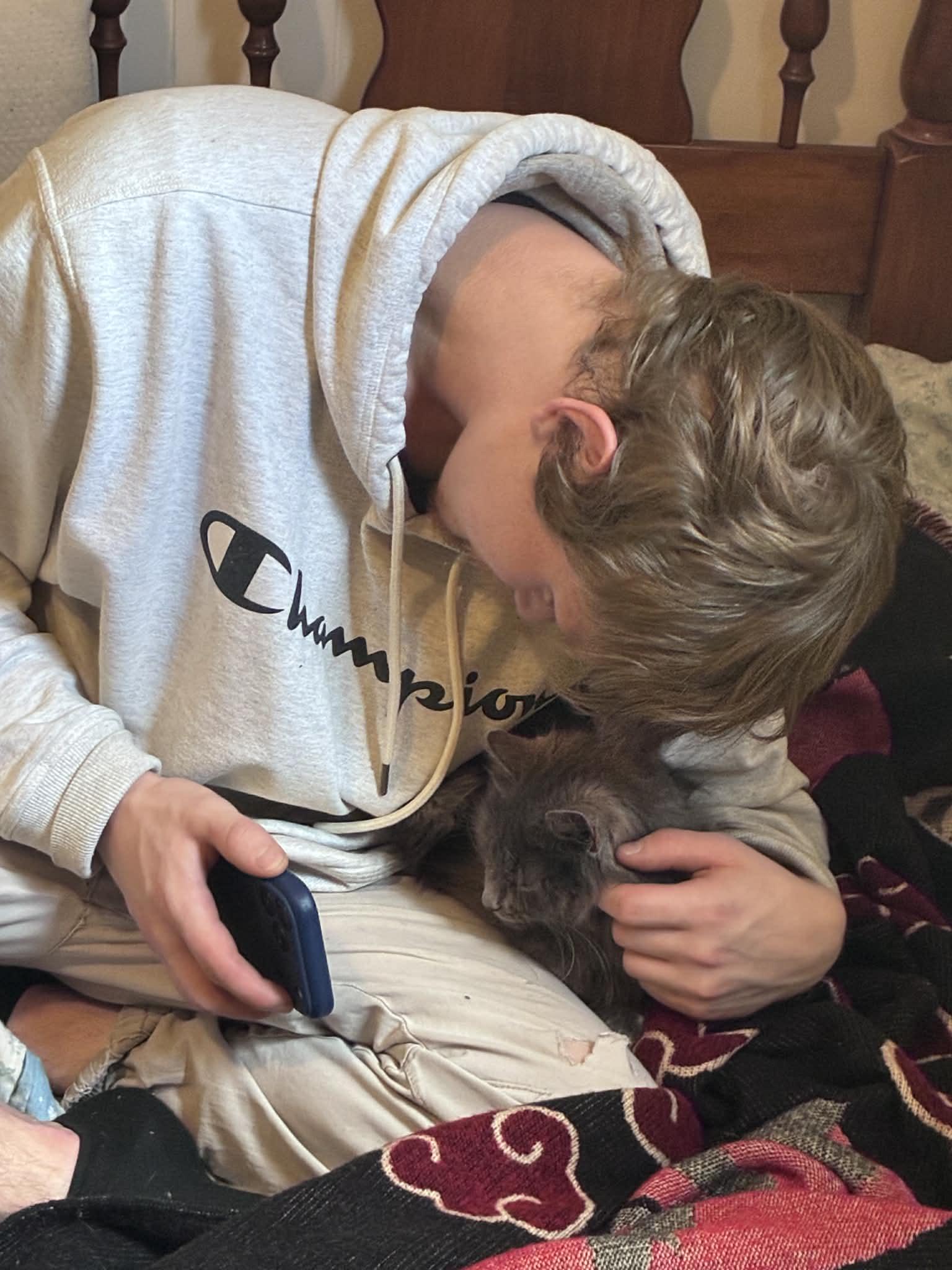 Enlarge Harper, an adopted Domestic Medium Hair in Johnstown, NY image 4/5