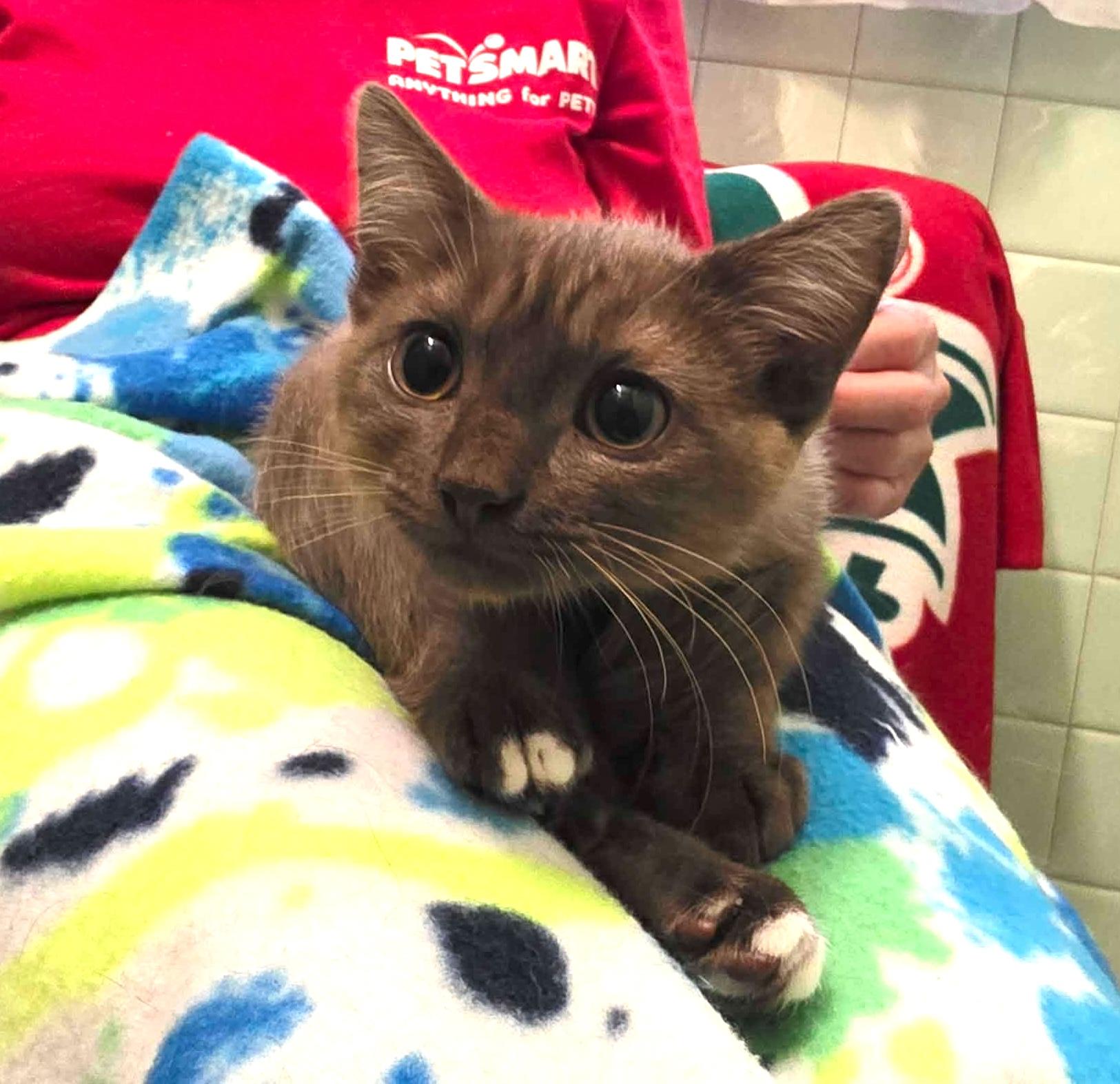 Enlarge Burberry, a Adoptable Domestic Short Hair in Chicago, IL image 2/6
