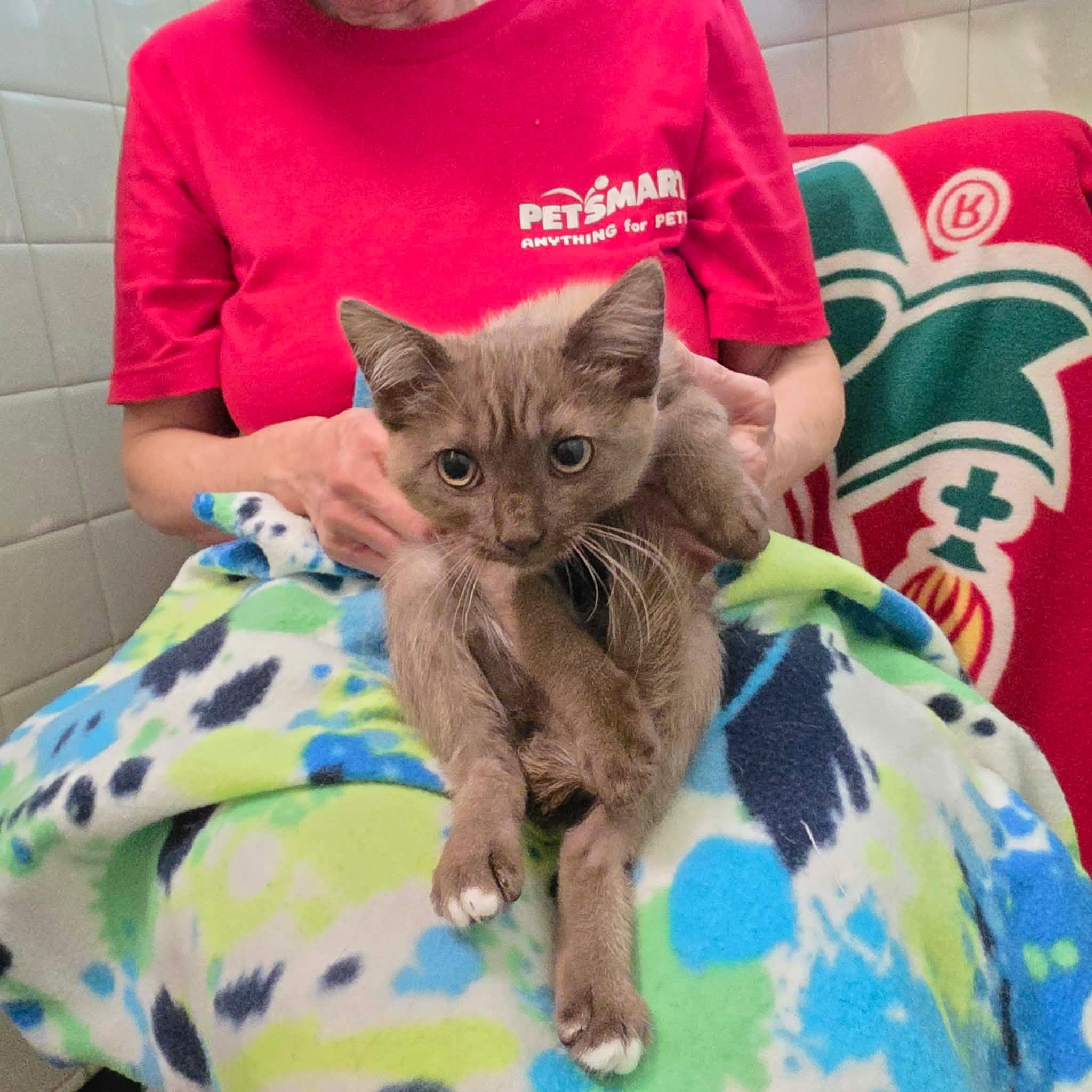 Enlarge Burberry, a Adoptable Domestic Short Hair in Chicago, IL image 5/6