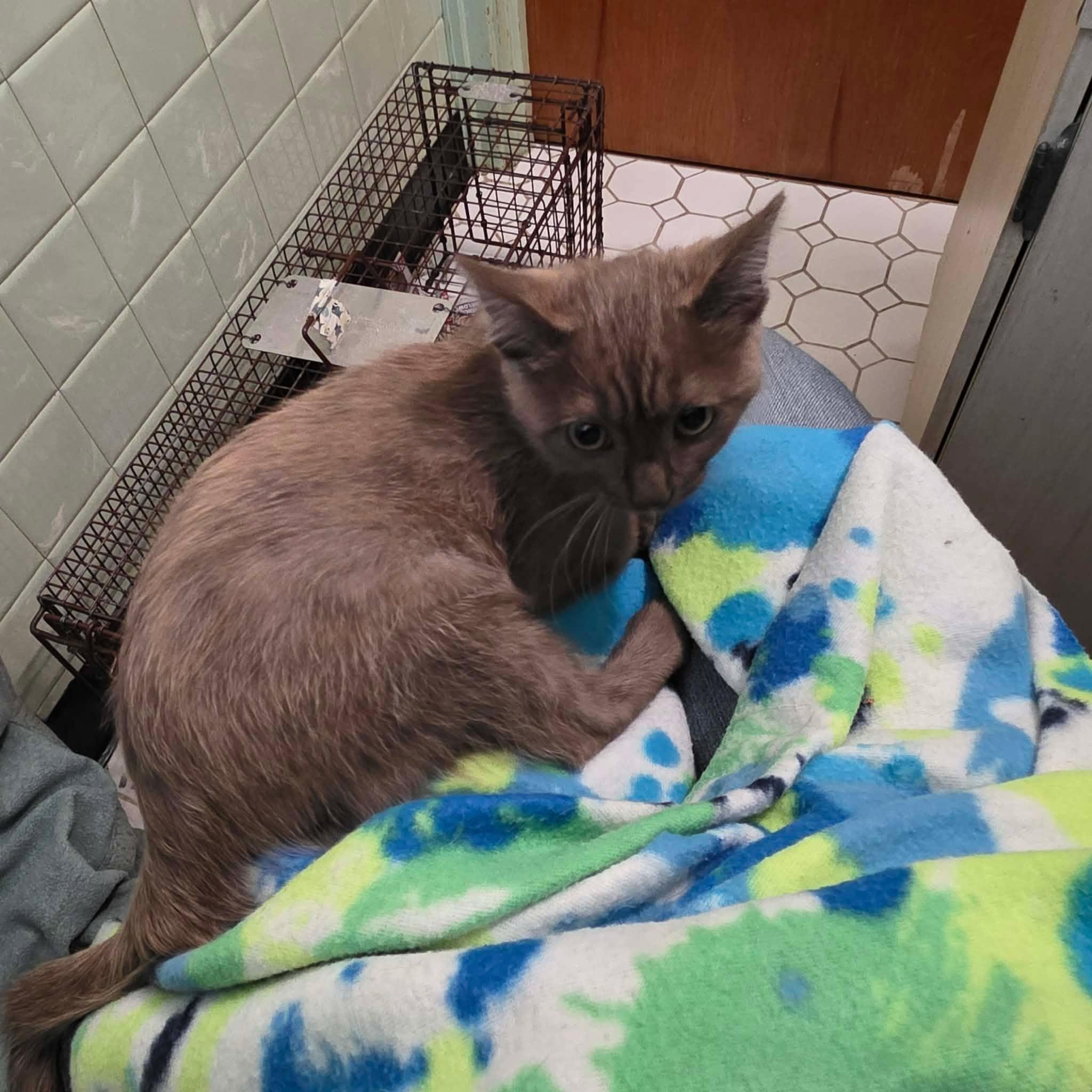 Enlarge Burberry, a Adoptable Domestic Short Hair in Chicago, IL image 6/6