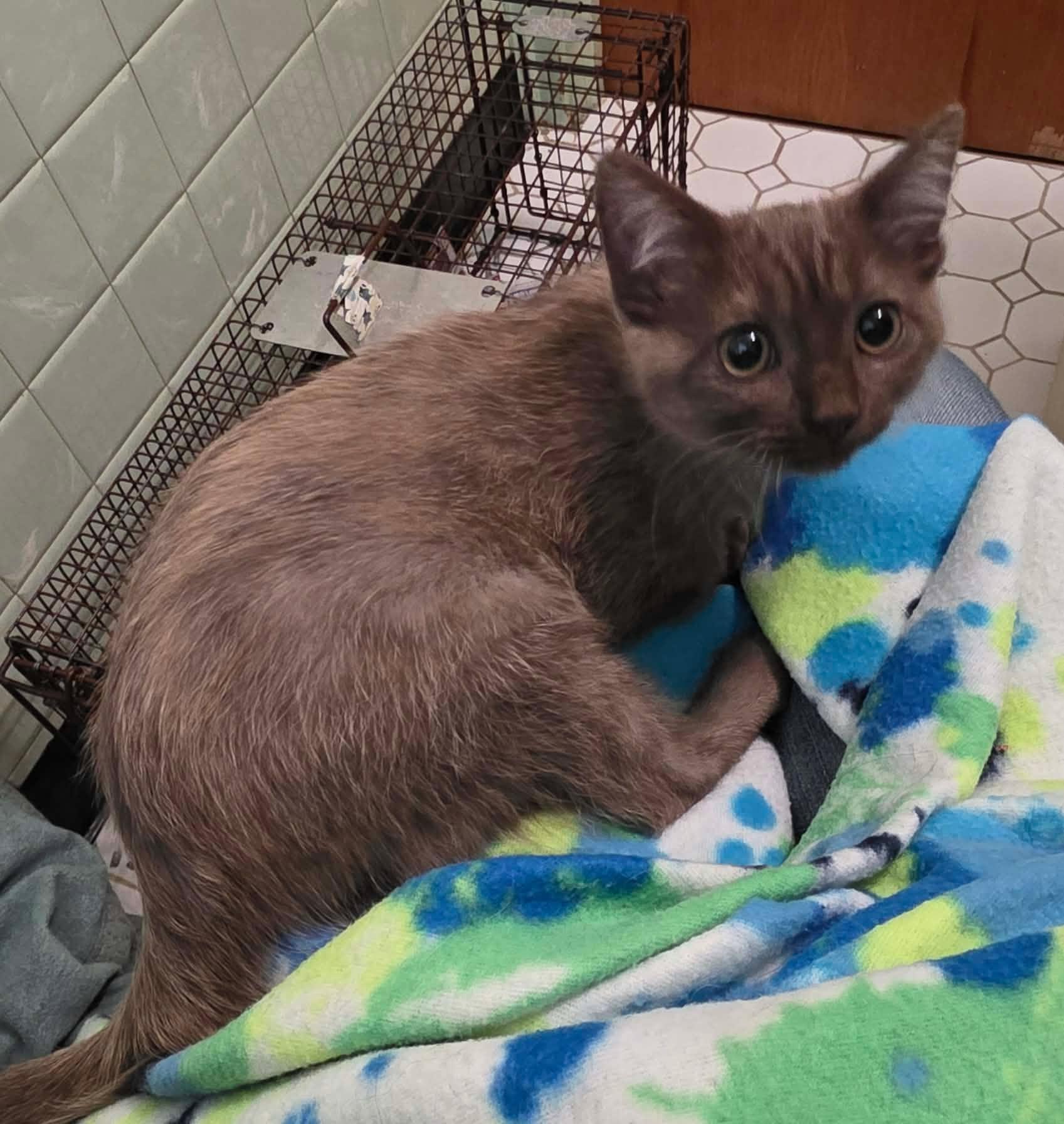 Enlarge Burberry, a Adoptable Domestic Short Hair in Chicago, IL image 4/6