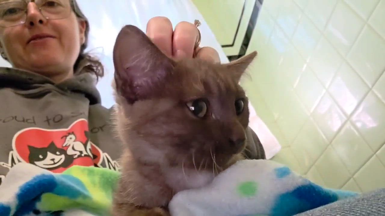 Enlarge Burberry, a Adoptable Domestic Short Hair in Chicago, IL video 3/6