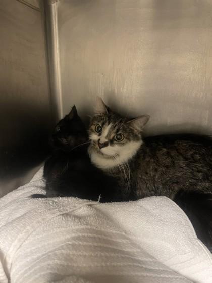 Princess, Adoptable, Adult Female Domestic Short Hair & Domestic Short Hair.