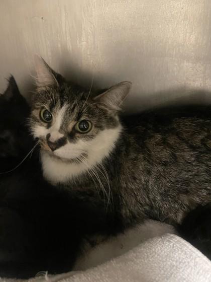 Princess, a Adoptable mixed breed in Chicago, IL image 2/2