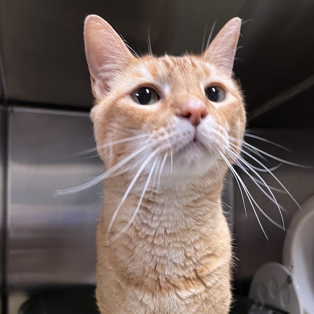 Enlarge Jim, a Adoptable Domestic Short Hair in York, PA image 1/6