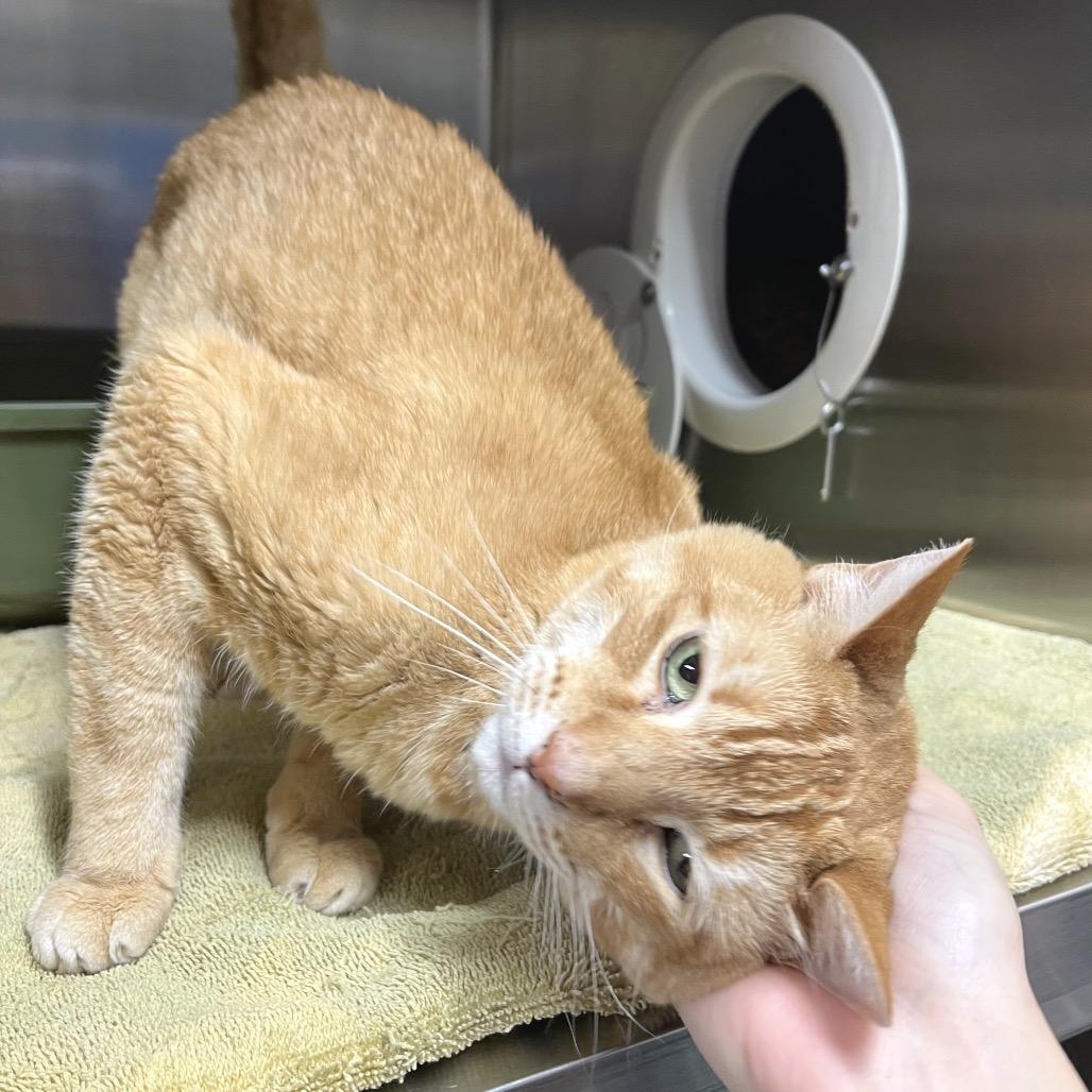 Enlarge Jim, a Adoptable Domestic Short Hair in York, PA image 2/6