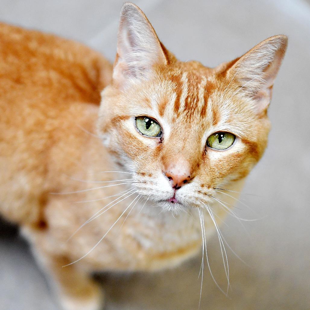 Enlarge Jim, a Adoptable Domestic Short Hair in York, PA image 3/6