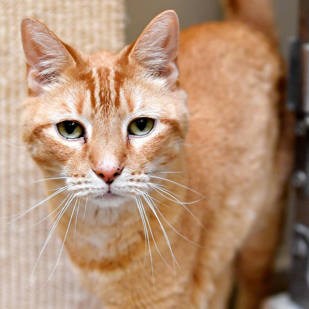 Enlarge Jim, a Adoptable Domestic Short Hair in York, PA image 4/6