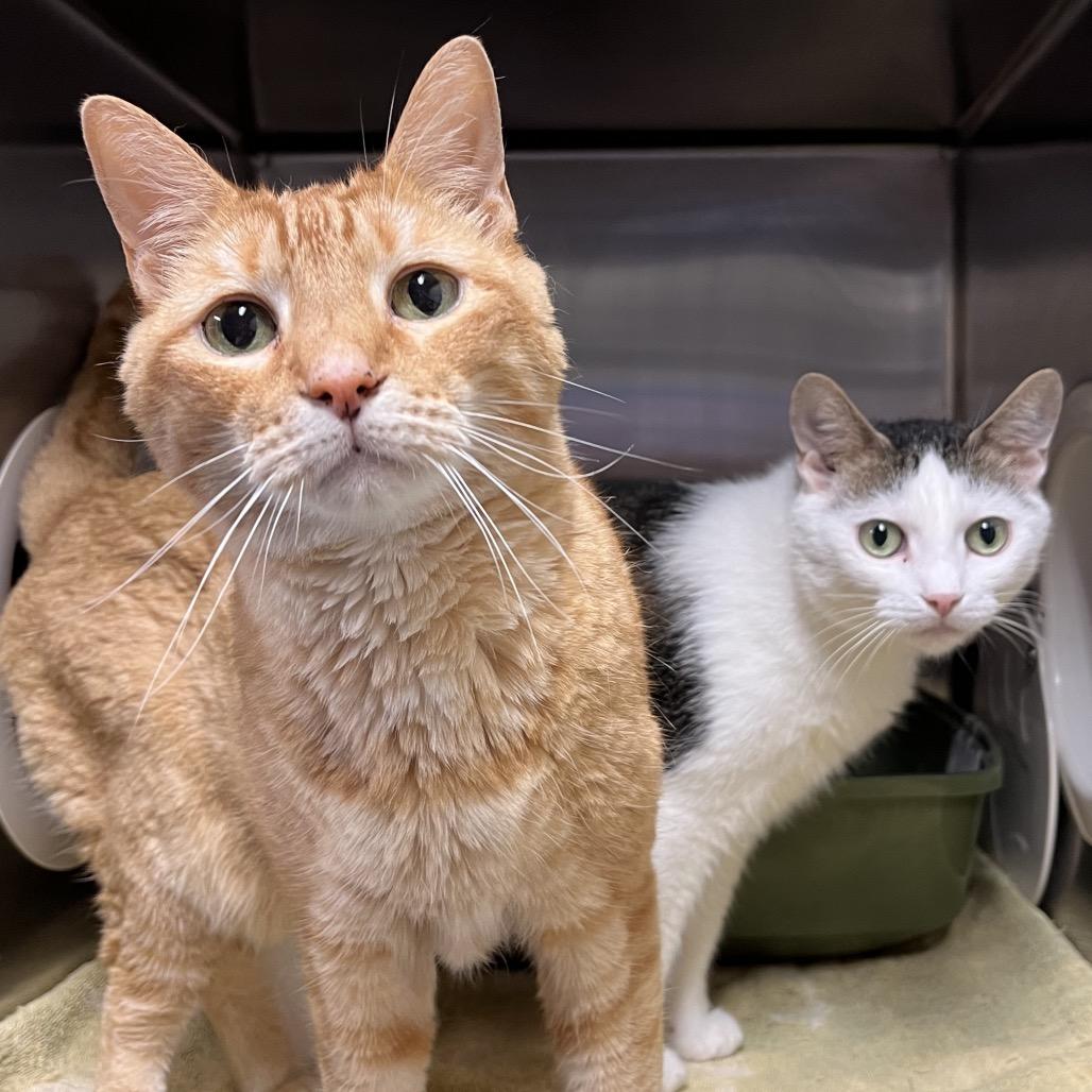 Enlarge Jim, a Adoptable Domestic Short Hair in York, PA image 5/6