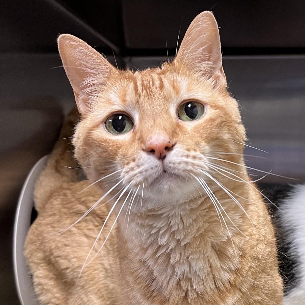 Enlarge Jim, a Adoptable Domestic Short Hair in York, PA image 6/6