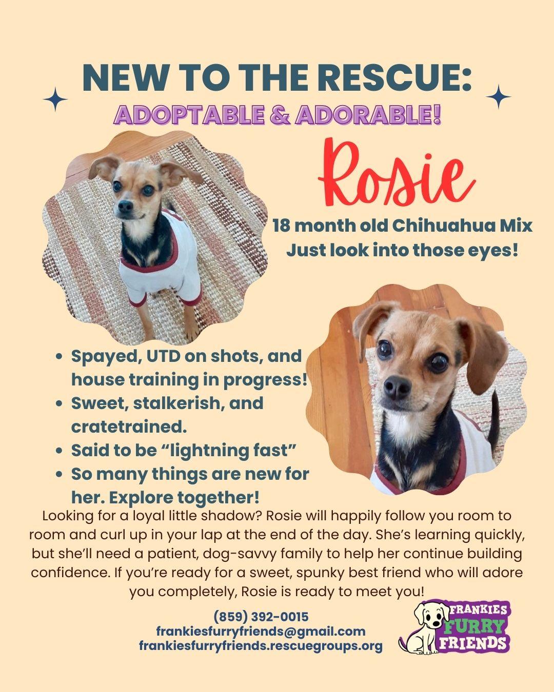 Rosie, Adopted, Adult Female Chihuahua.