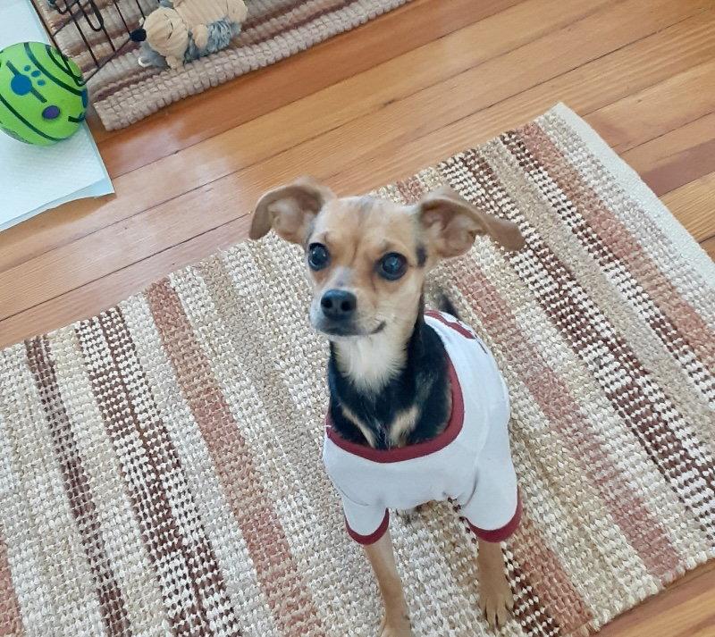 Enlarge Rosie, a Adopted Chihuahua in Alexandria, KY image 2/3