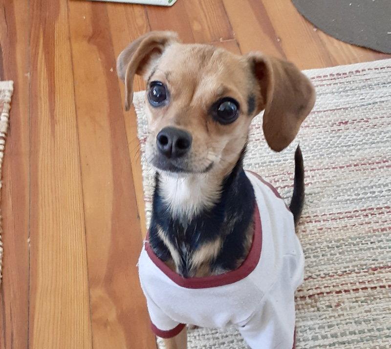 Enlarge Rosie, a Adopted Chihuahua in Alexandria, KY image 3/3