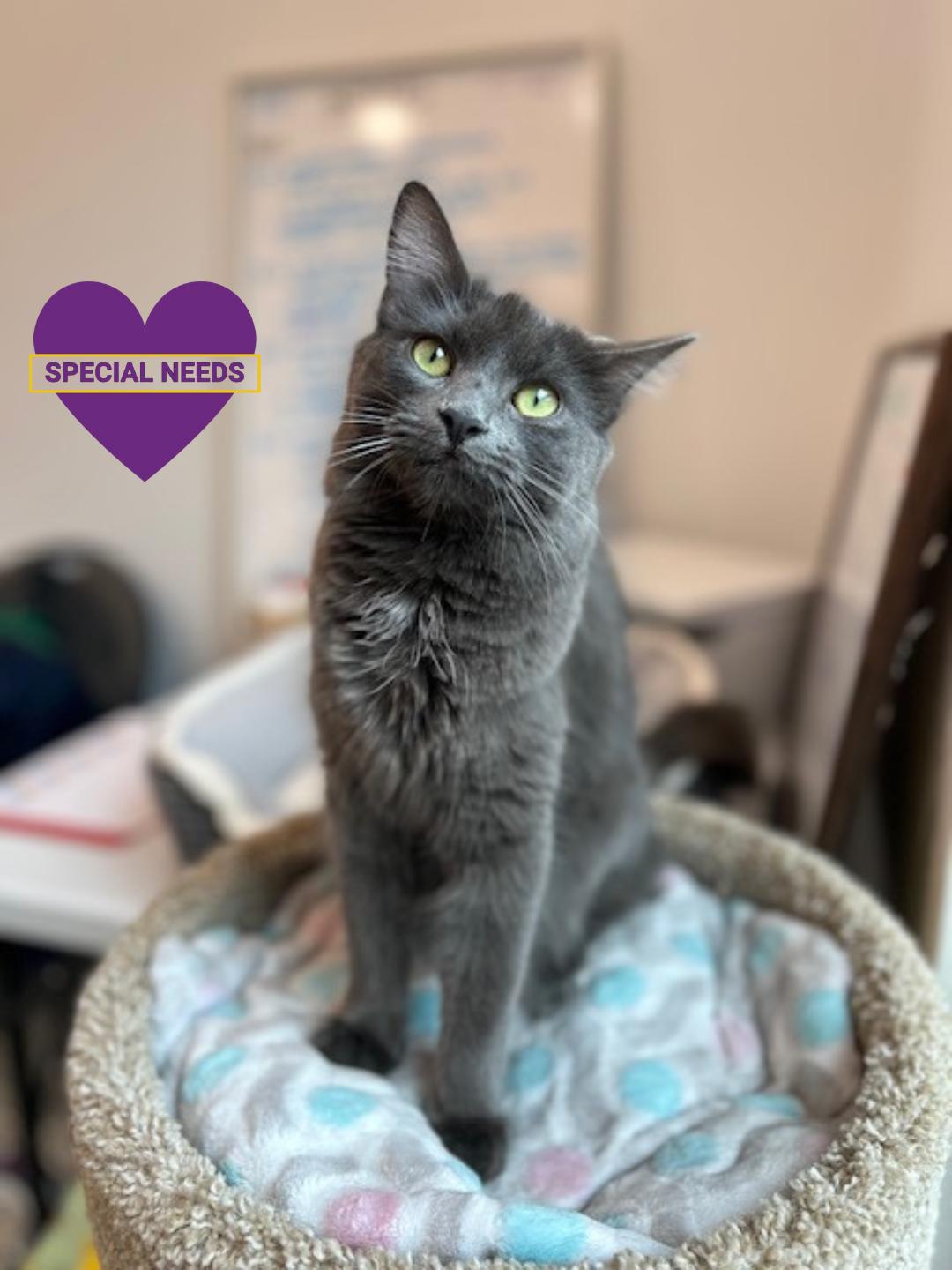 Enlarge Shale, a Adoptable Domestic Medium Hair in Dripping Springs, TX image 1/3