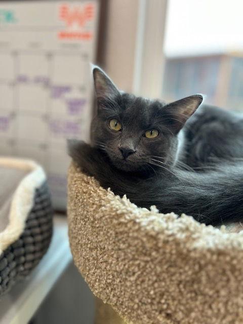 Enlarge Shale, a Adoptable Domestic Medium Hair in Dripping Springs, TX image 2/3