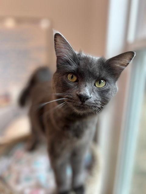 Enlarge Shale, a Adoptable Domestic Medium Hair in Dripping Springs, TX image 3/3