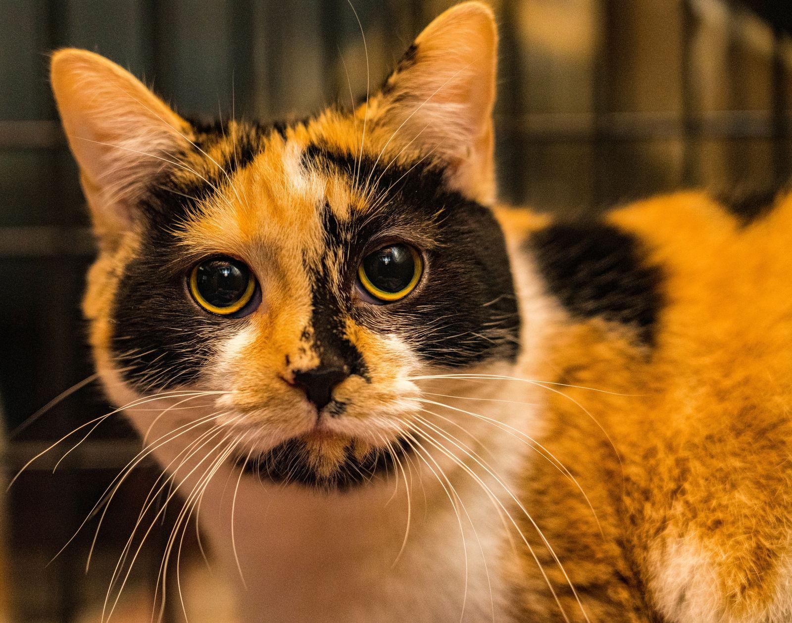Jasmine, a Adoptable Calico in Apollo, PA image 1/6