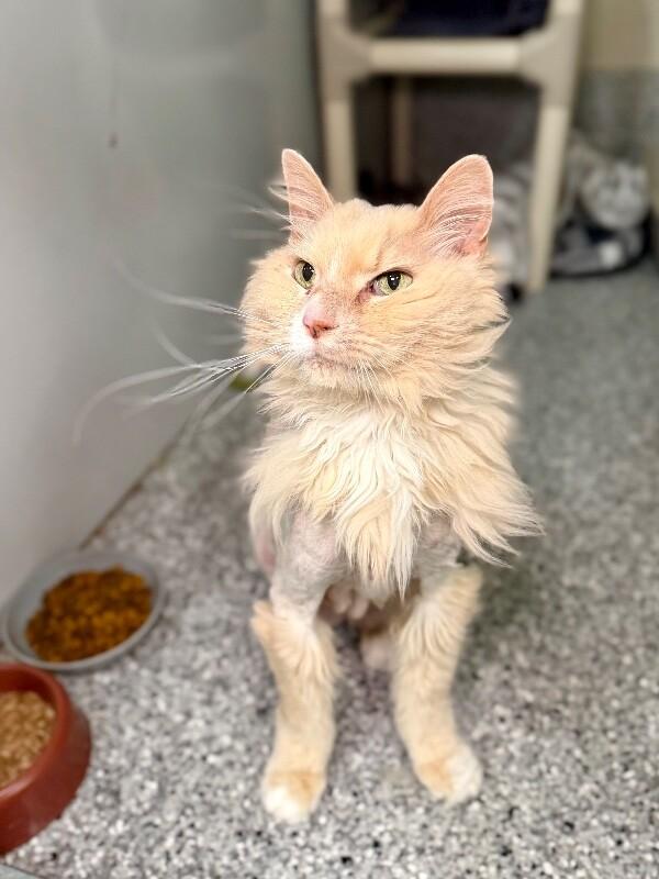 Jack Jack, a Adoptable Domestic Long Hair in Fruit Heights, UT image 2/6