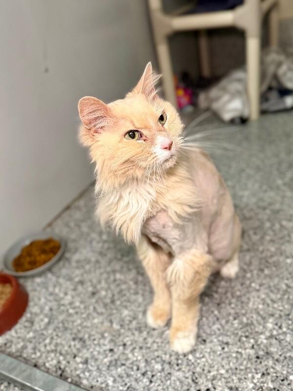 Jack Jack, a Adoptable Domestic Long Hair in Fruit Heights, UT image 3/6