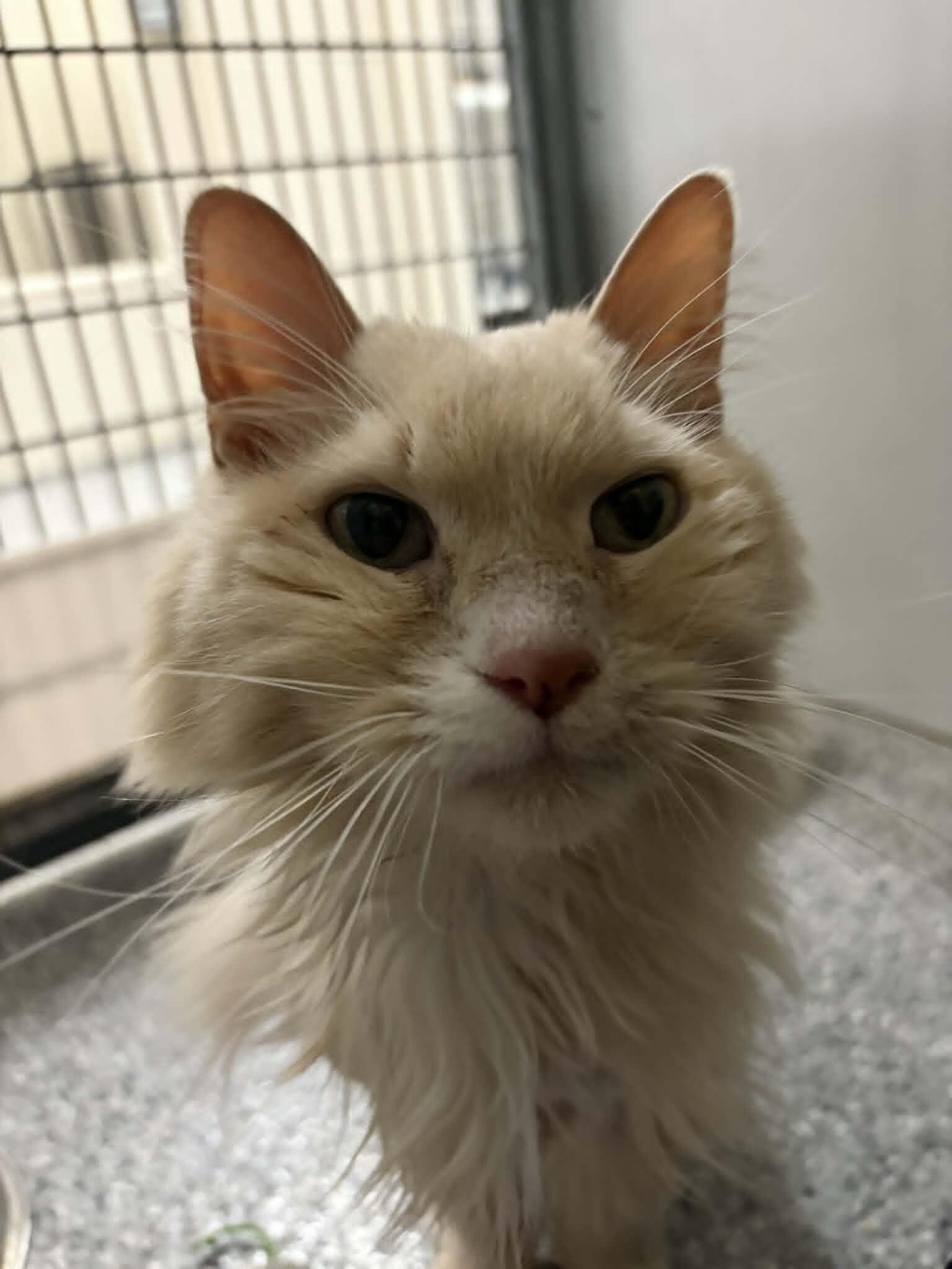 Jack Jack, a Adoptable Domestic Long Hair in Fruit Heights, UT image 4/6
