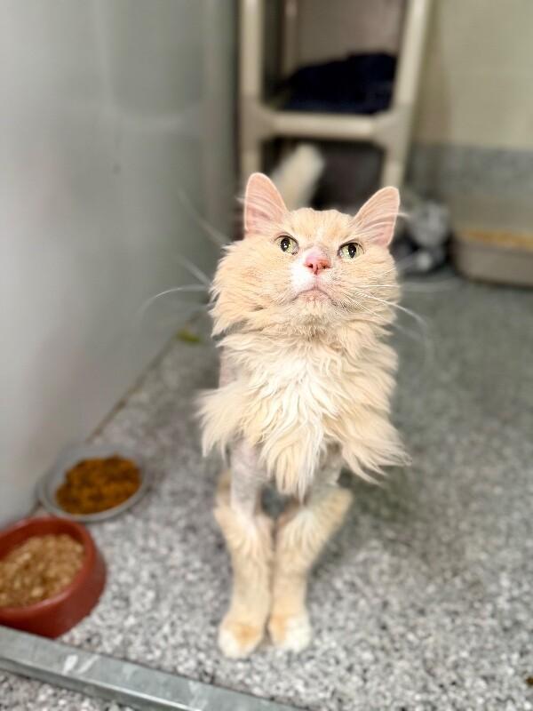 Jack Jack, a Adoptable Domestic Long Hair in Fruit Heights, UT image 5/6