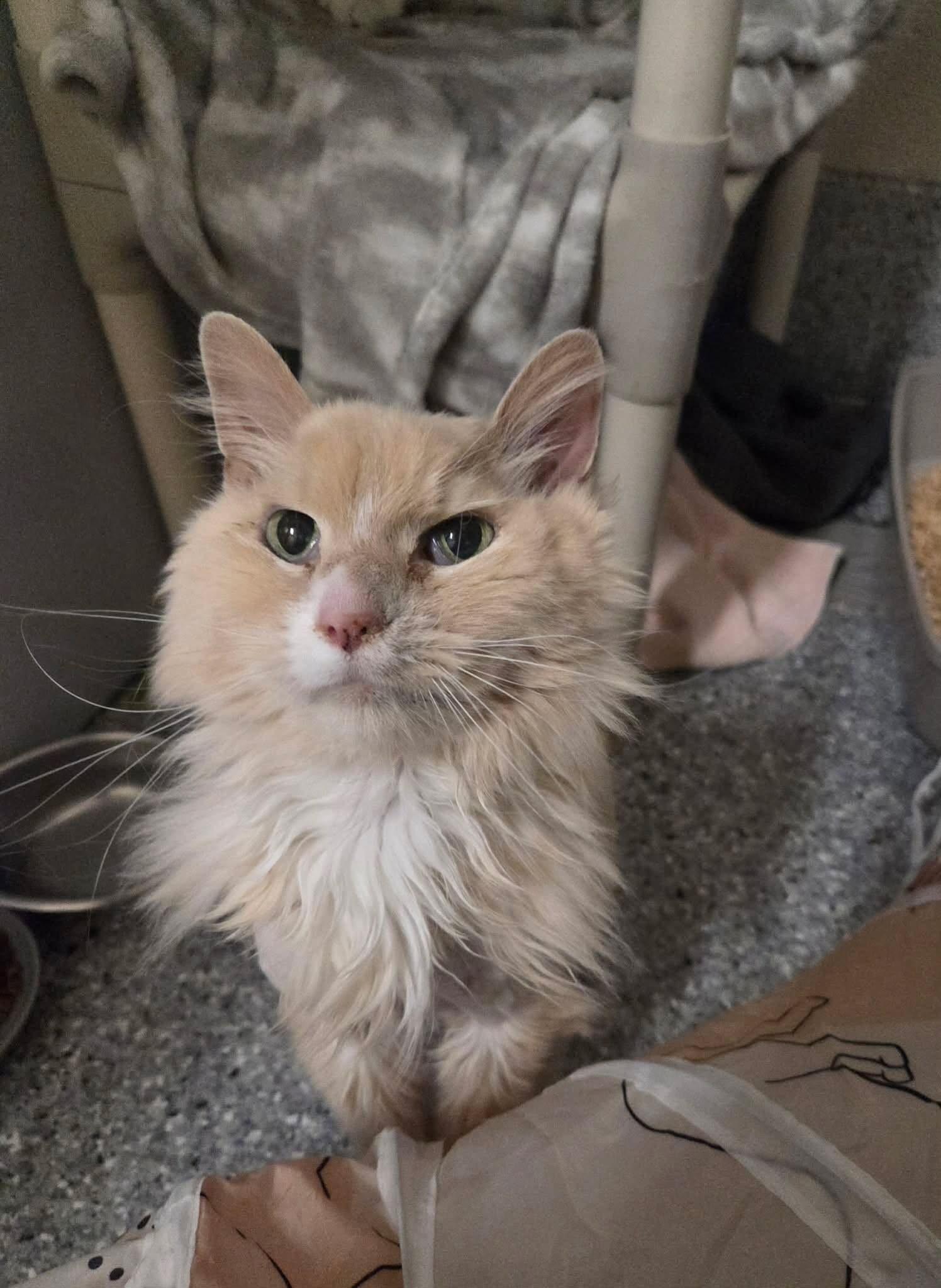 Jack Jack, a Adoptable Domestic Long Hair in Fruit Heights, UT image 6/6