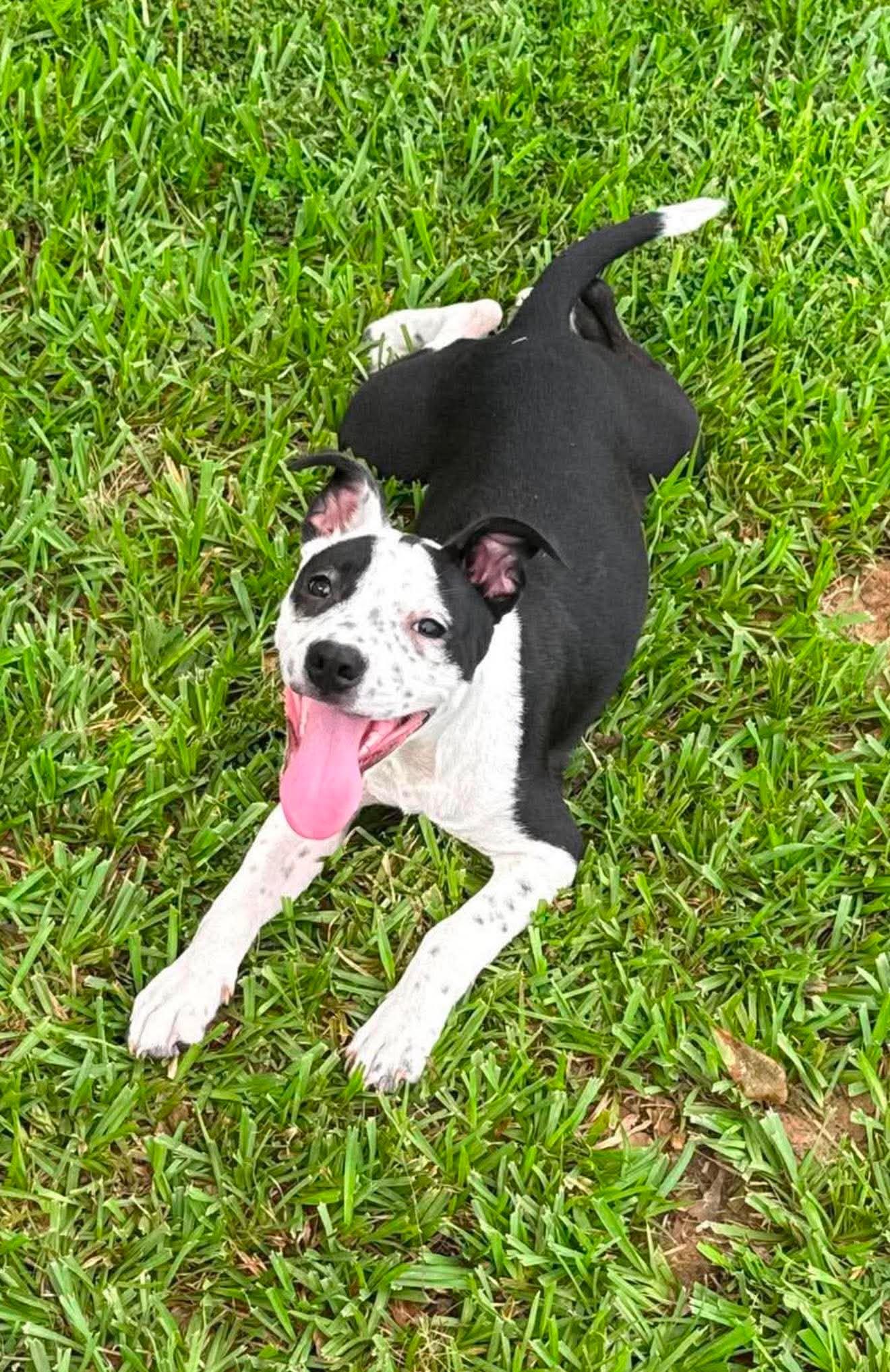 Billie Jean, ADOPTABLE, Puppy Female Mixed Breed.