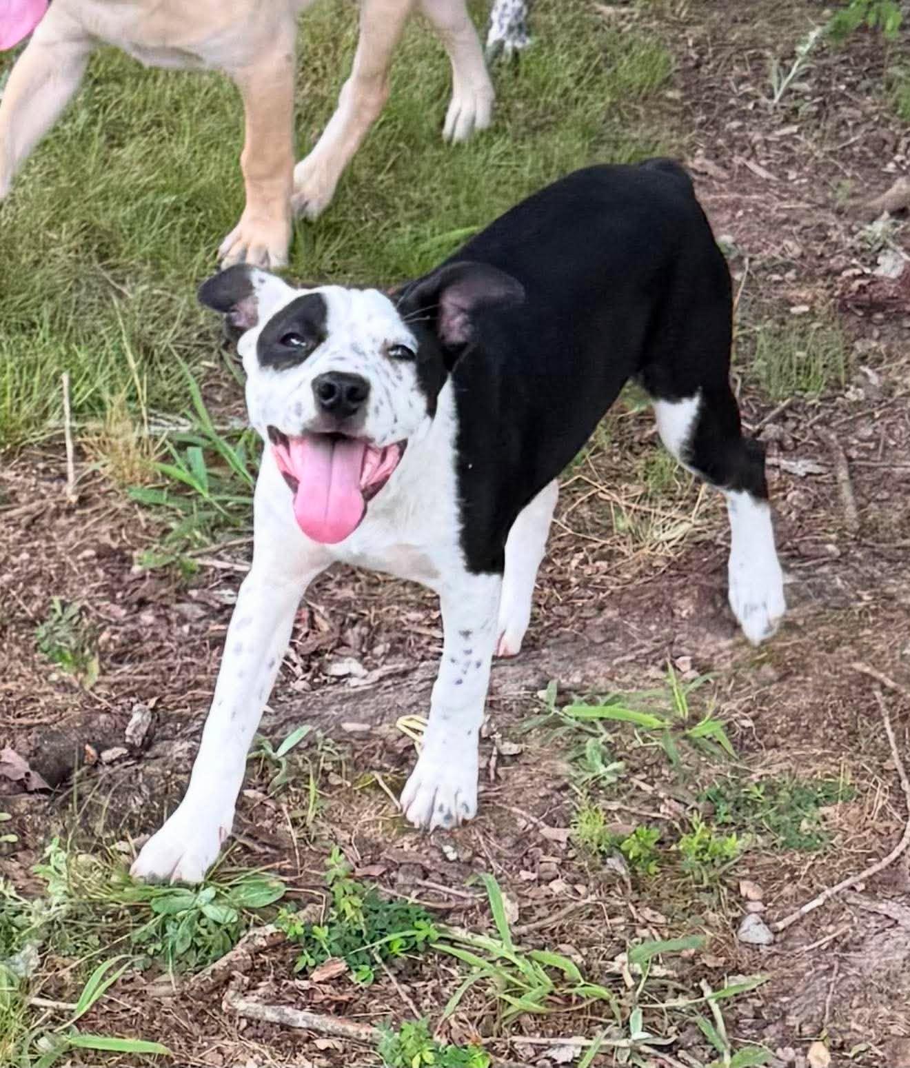 Enlarge Billie Jean, a ADOPTABLE Mixed Breed in Northwood, NH image 2/4